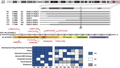 Further delineation of EBF3-related syndromic neurodevelopmental disorder in twelve Chinese patients